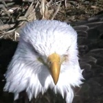 bald eagle