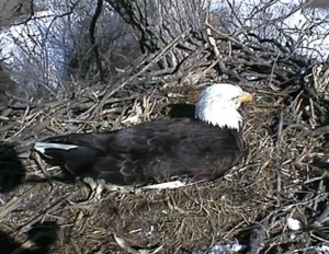 bald eagle live feed